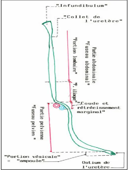 Figure 1: Trajet et portions de l'uretère. 