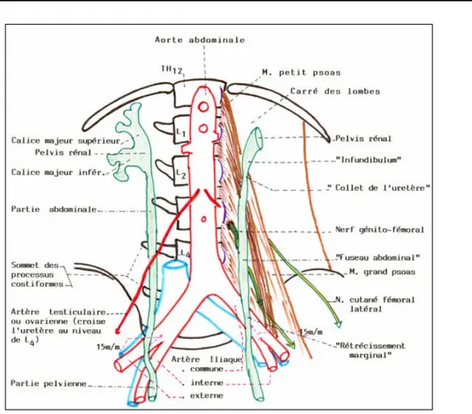Figure 2 : vue d’ensemble des deux uretères : rapports postérieurs 