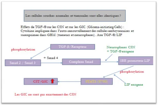 Figure 10 : Rôle de la voie TGF-bêta dans la croissance des GIC (Glioma Initiating Cells) [49]