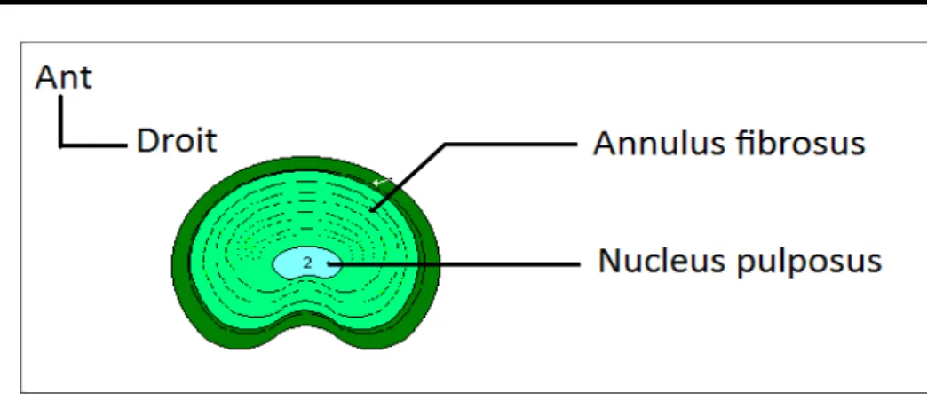 Figure 13 : Vue supérieure d’une coupe transversale passant par le disque  intervertébral (6)