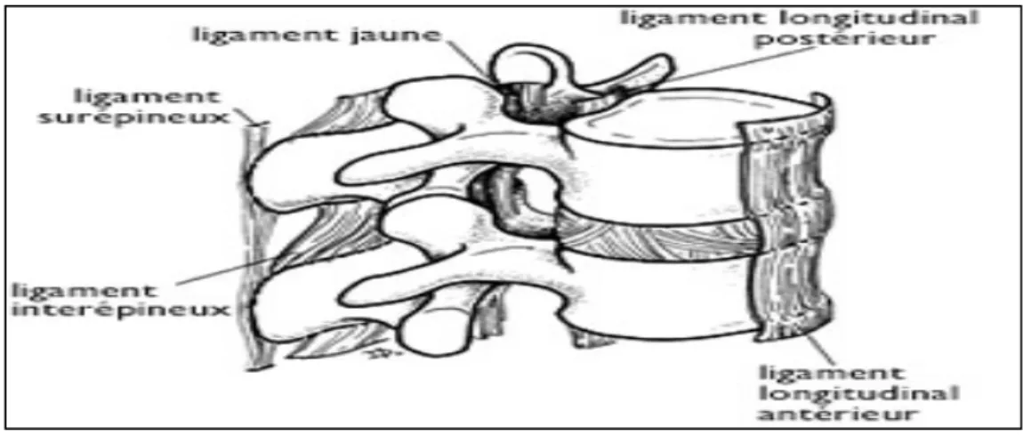 Figure 14 : Vue latérale des structures ligamentaires du rachis  3. Le canal rachidien : 
