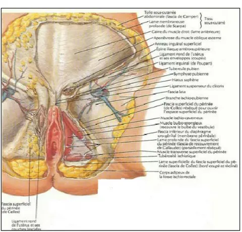 Figure 51 : L’aponévrose périnéale superficielle Chez la femme [130]  b.  Le muscle ischio-caverneux 
