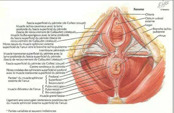Figure 73 : Le Plan musculaire superficiel (chez la femme) [130] 