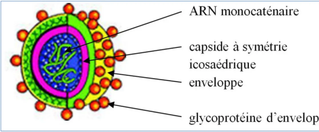 Figure 7 : Représentation schématique du VHC 