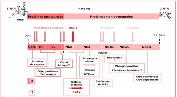 Figure 8 : Organisation génomique du VHC 