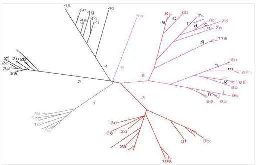 Figure 9 : Génotypes et sous-types du VHC 