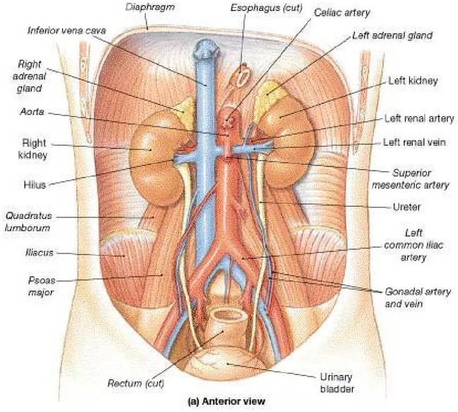 Figure 2 : vue d’ensemble des 2 uretères : rapports postérieurs 