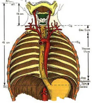 Figure 6: Vue antérieure de l’œsophage [16} 