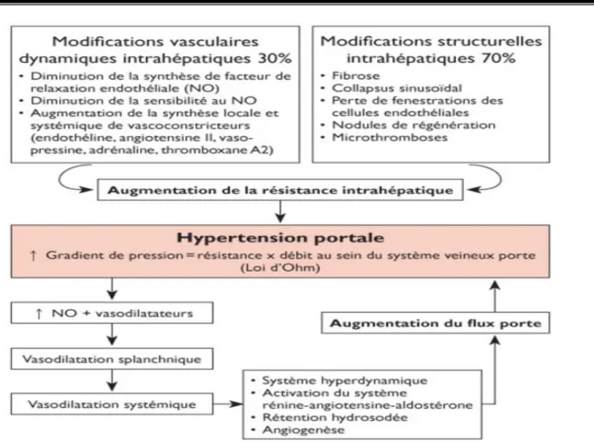 Figure 7 : Physiopathologie de l’hypertension portale [10] 