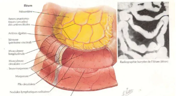 Figure 1 : Muqueuse et musculeuse de l’intestin grêle (Atlas d’anatomie 3 ème  édition) 