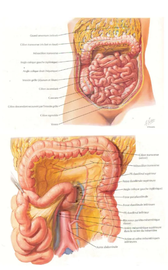 Figure 2 : Rapports de l’intestin grêle (Atlas d’anatomie 3 ème  édition) 