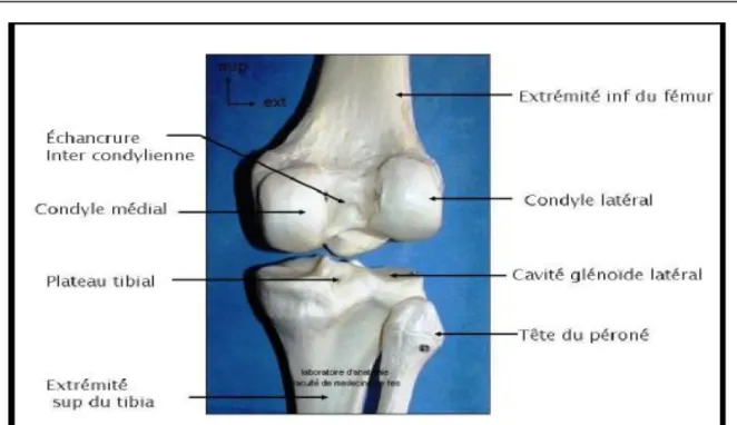 Figure 25: Face postérieure de l’articulation du genou 