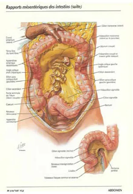Figure 6 :Disposition générale du colon [42]  4. Structure : 