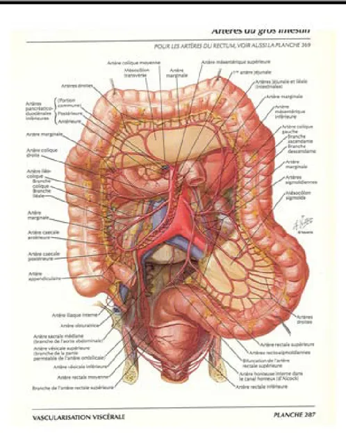 Figure 9 : Vascularisation  artérielle [42]  15. Vascularisation Veineuse : 