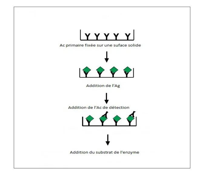 Figure 1 : ELISA direct de type sandwich [8] 