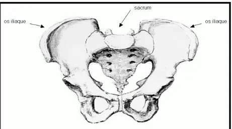 Fig. 4 : Vue antérieure du bassin osseux [11] 