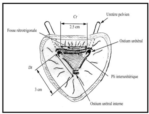 Fig. 10: Coupe frontale de la partie postérieure de la vessie montrant le trigone vésical 