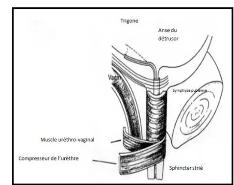 Fig. 12: Disposition anatomique des éléments  du sphincter strié para urétral. 