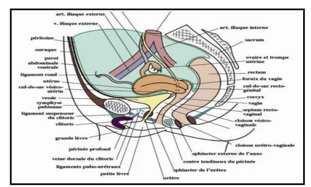 Fig. 14: Coupe sagittale médiane du petit bassin et du périnée  
