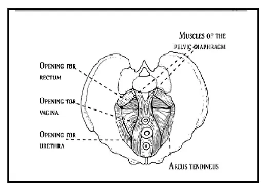 Fig. 20: Vue latérale du diaphragme pelvien : Le diaphragme  supporte les organes pelviens (par 