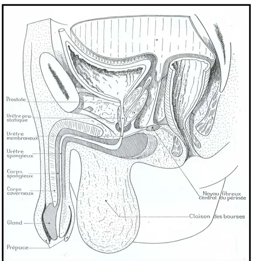 Figure 1 : Origine, trajet et dimensions de l’urètre [11] 