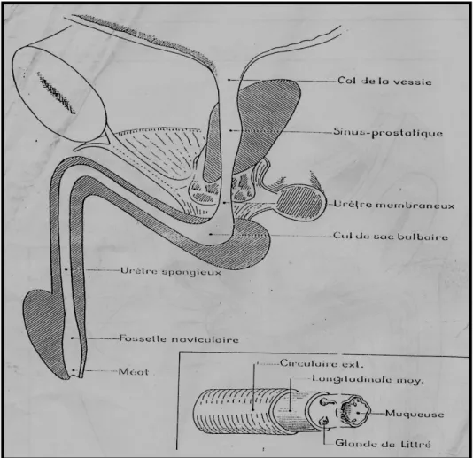 Figure 2 : Configuration intérieure de l’urètre spongieux [12] 