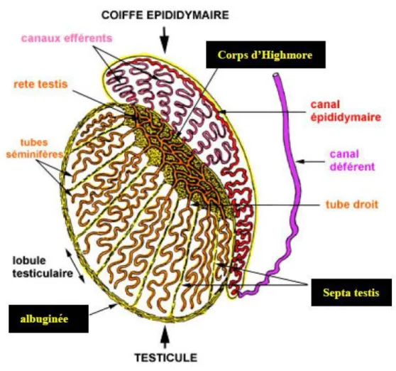 Figure 12 : Structure générale du testicule [10] 