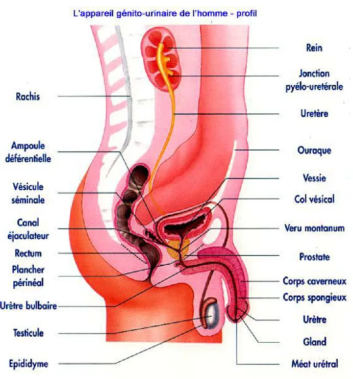 Figure 13 : Anatomie de l'appareil génital de l'homme [12] 