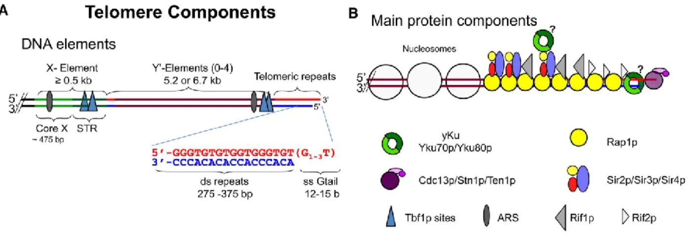 Figure 1. –   Structure du télosome. 