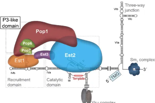 Figure 3. –   Structure de la télomérase. 