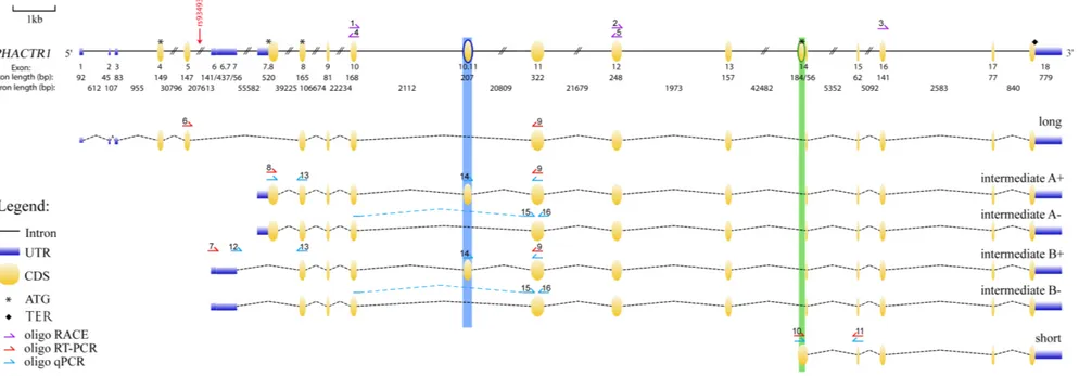 Figure 8 :  Six PHACTR1 transcripts are expressed in human samples. We combined Rapid Amplification of cDNA Ends (RACE) and  long-read DNA sequencing (Pacific Biosciences) to identify all  PHACTR1 mRNA transcripts expressed in human samples