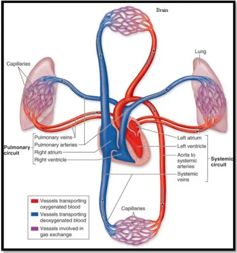 Figure 1 The systemic and pulmonary circulations (http://academic.kellogg.cc.mi.us) 