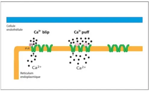Figure 3 Calcium blips and puffs (Charbel et al., 2013)  Ca 2+ : Calcium  