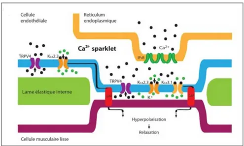 Figure 4 Calcium sparklets (Charbel et al., 2013)  Ca 2+ : Calcium  