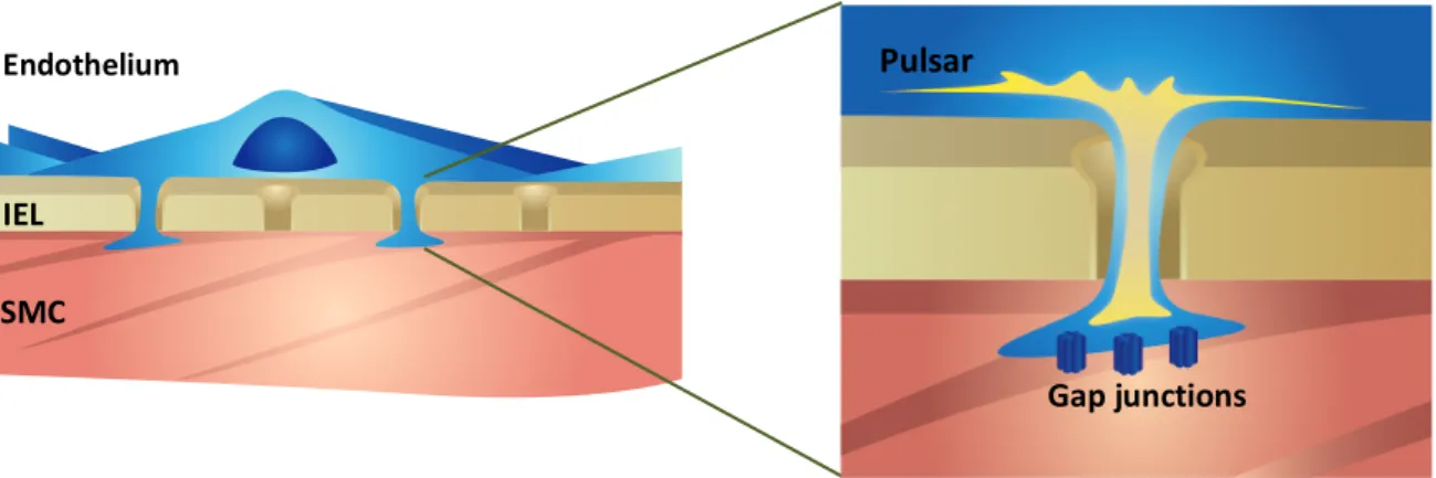 Figure 5 Endothelial calcium pulsars, adapted from Ledoux et al., 2008 