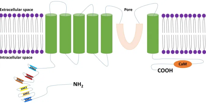 Figure 9 Schematic representation of TRPV4 protein, modified from Nilius et al., 2003 