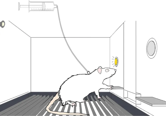 Fig. 14. Auto-administration de cocaïne chez le rat. Dans cette cage opérante, le rat a accès à deux leviers : un  levier actif dans le fond de la cage, sur lequel le rat est schématiquement en train d’appuyer et un levier inactif  représenté au premier pl