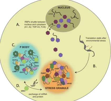 Figure 1.  Les GS et le PB sont des granules à ARN impliqués dans la réponse au  stress