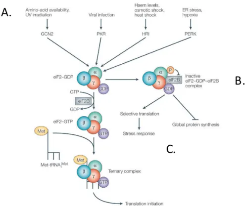Figure 2.  La phosphorylation de eIF2 a  est assurée par quatre kinases. Inspirée et 