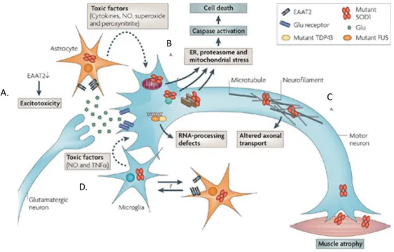 Figure 4.  Les  mutations  de  SOD1  affectent  plusieurs  voies  de  signalisation  cellulaire, les rendant dysfonctionnelles