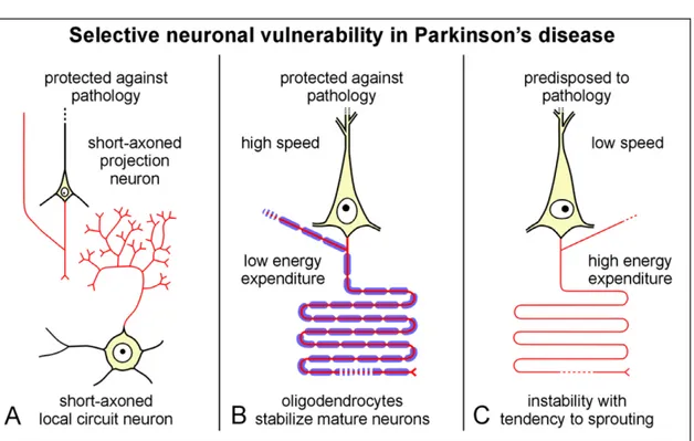 Figure 1: Selective neuronal vulnerability in Parkinson’s disease 