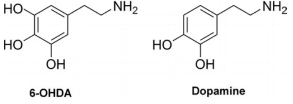Figure 9: Comparison of the chemical structures of 6-OHDA and dopamine 