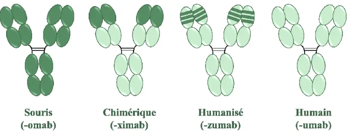 Figure 3 : Types d'anticorps monoclonaux et nomenclature. (Adaptée de Buss et al., 2012 