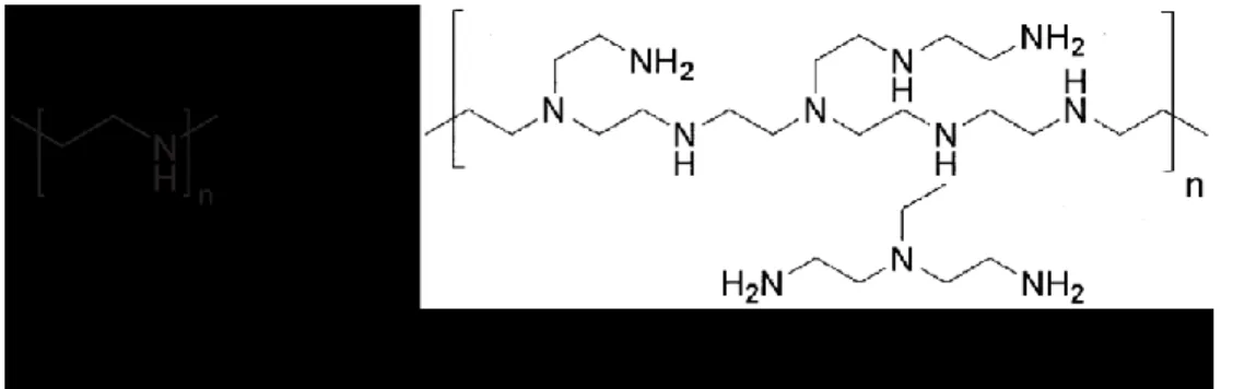 Figure 5 : Illustration des structures chimiques linéaire et branchée du polyéthylènimine