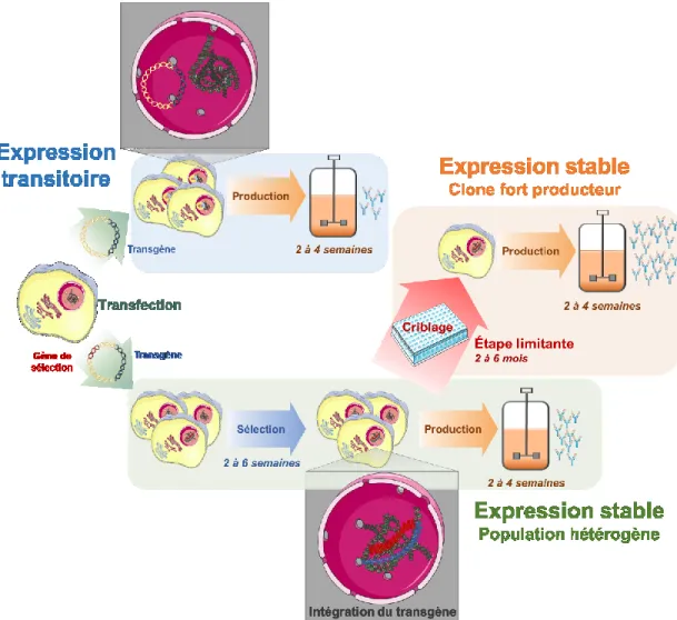 Figure 6 : Comparaison des différentes plateformes d'expression en cellules CHO. 