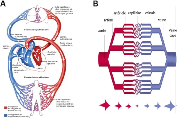 Figure 1.  Architecture  du  système  circulatoire.  A)  Circulation  pulmonaire  et  circulation  systémique