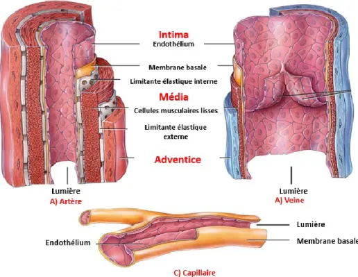 Figure 2.  Structure des vaisseaux sanguins. Figure adaptée de :(Wiley and Sons 2011) 