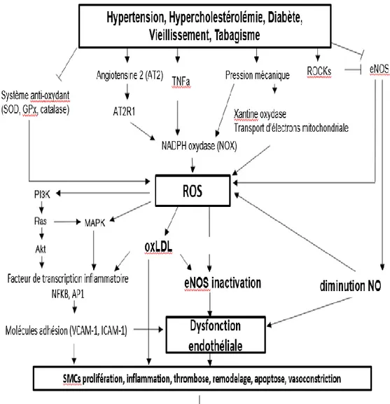 Figure 4.  Mécanismes associés à la dysfonction endothéliale. Les facteurs de risques 