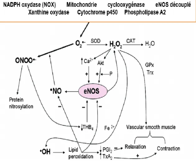 Figure 6.  Sources  et  médiateurs  intracellulaires  générant  des  espèces  réactives  d’oxygènes (ROS) dans les vaisseaux