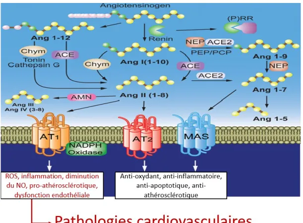 Figure 7.  Implication du système RAS dans les maladies cardiovasculaires. La rénine  catalyse la transformation d’angiotensinogène en angiotensine 1 (Ang1) qui est ensuite  transformé en angiotensine 2 (Ang2) par l’enzyme de conversion de l’angiotensine (